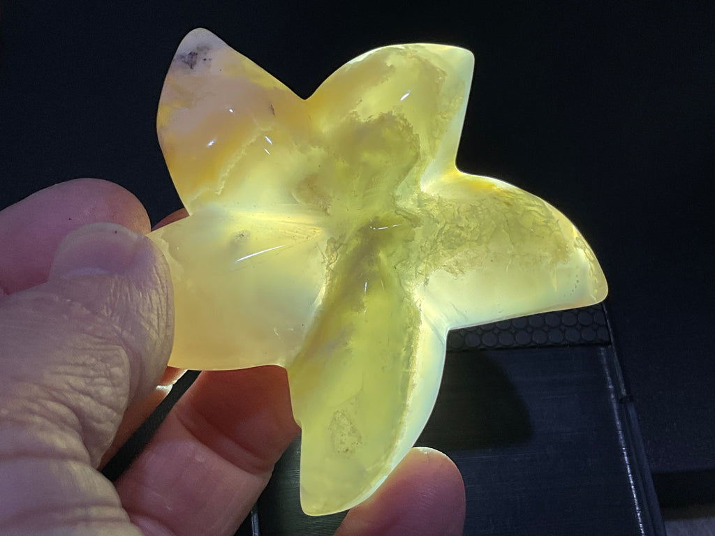 86g Flower Agate Starfish Palmstone 3B