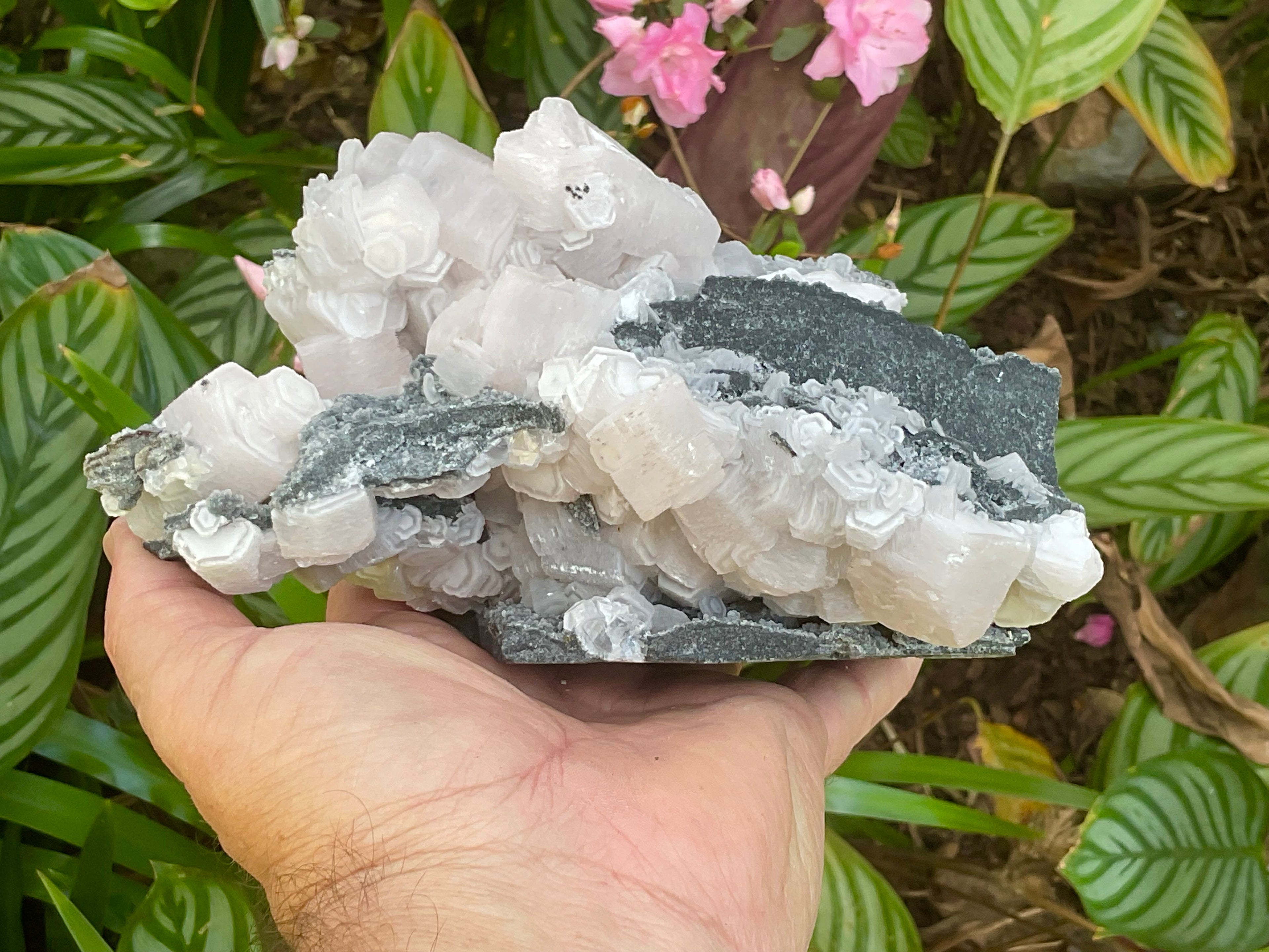 RESERVED FOR CHRISTIAN **1.433kg “Pink Coin” Calcite Specimen from Fujian, China