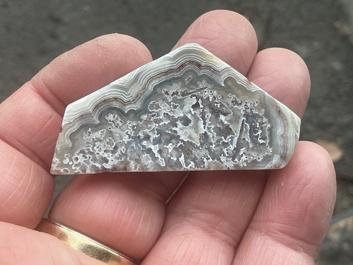 17g Mexican Crazy Lace Agate Thin Freeform 8B