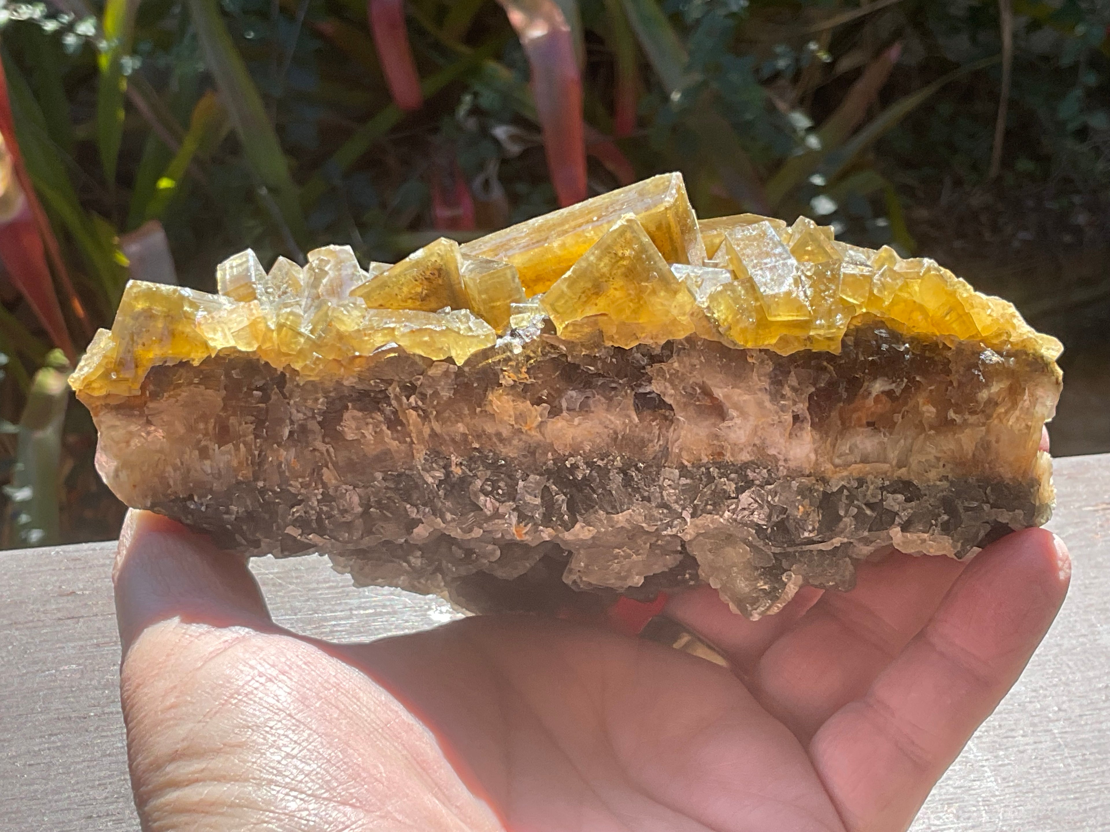 1162g Large Tabular Golden Baryte on Botryoidal Fluorite Specimen