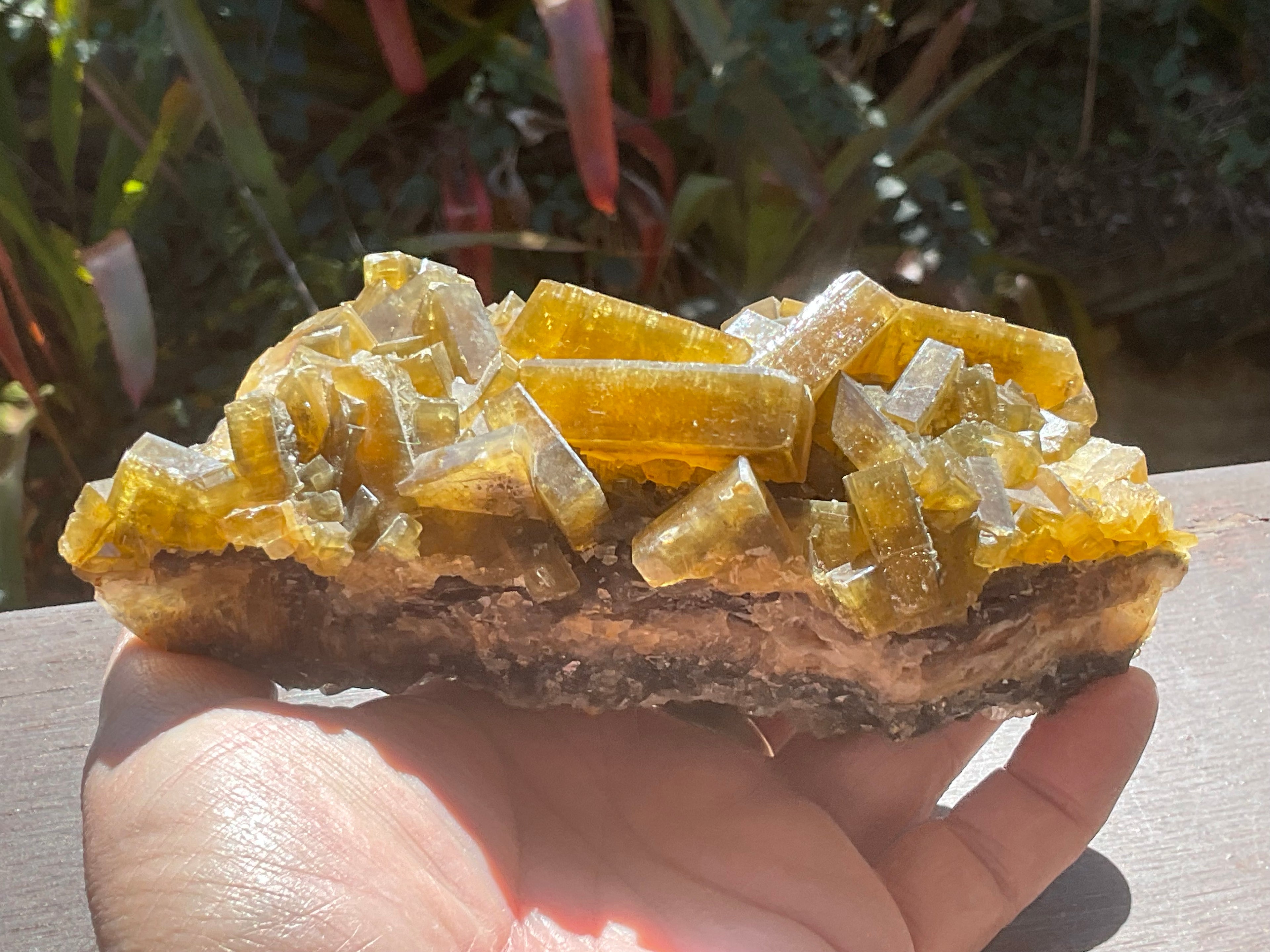 1162g Large Tabular Golden Baryte on Botryoidal Fluorite Specimen