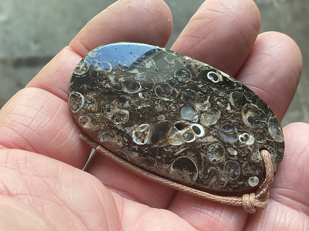 28g Large Turitella Agate Polished Pendant 1B