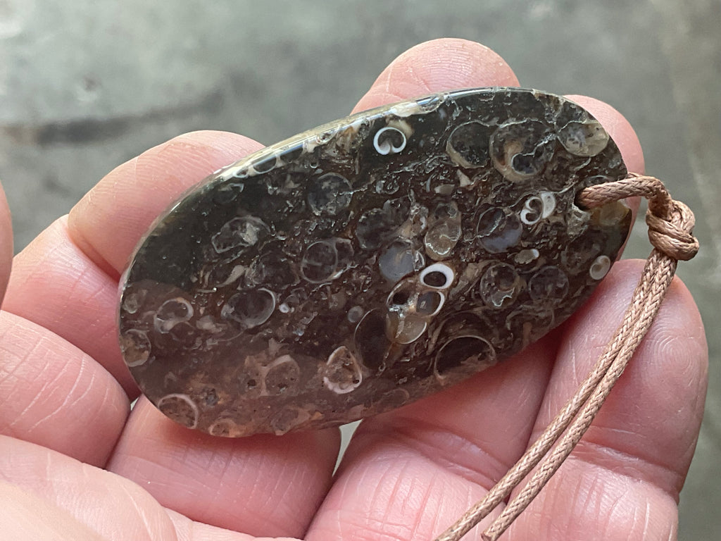 28g Large Turitella Agate Polished Pendant 1B