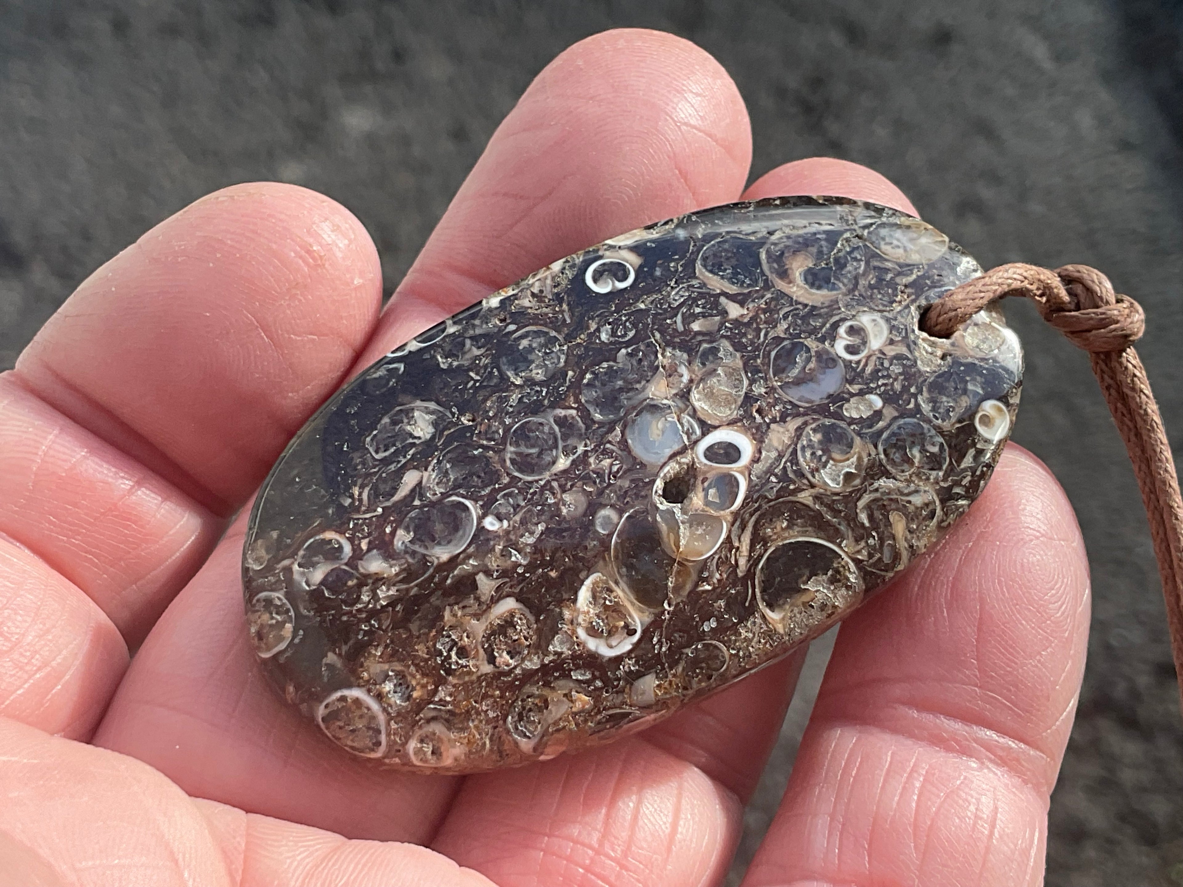 28g Large Turitella Agate Polished Pendant 1B
