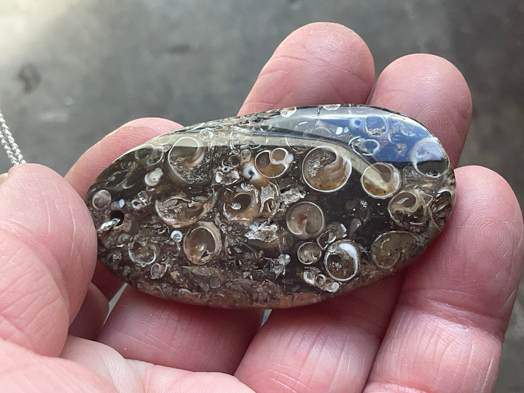 28g Large Turitella Agate Polished Pendant 2B