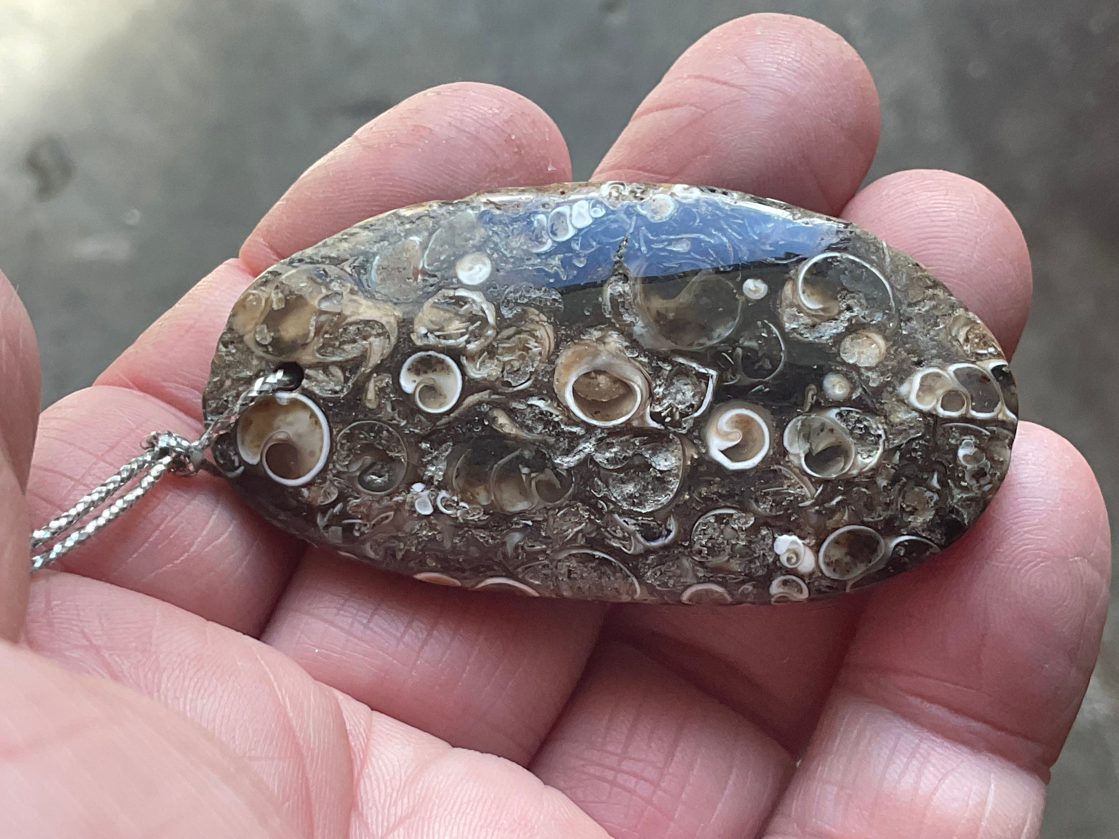 28g Large Turitella Agate Polished Pendant 2B