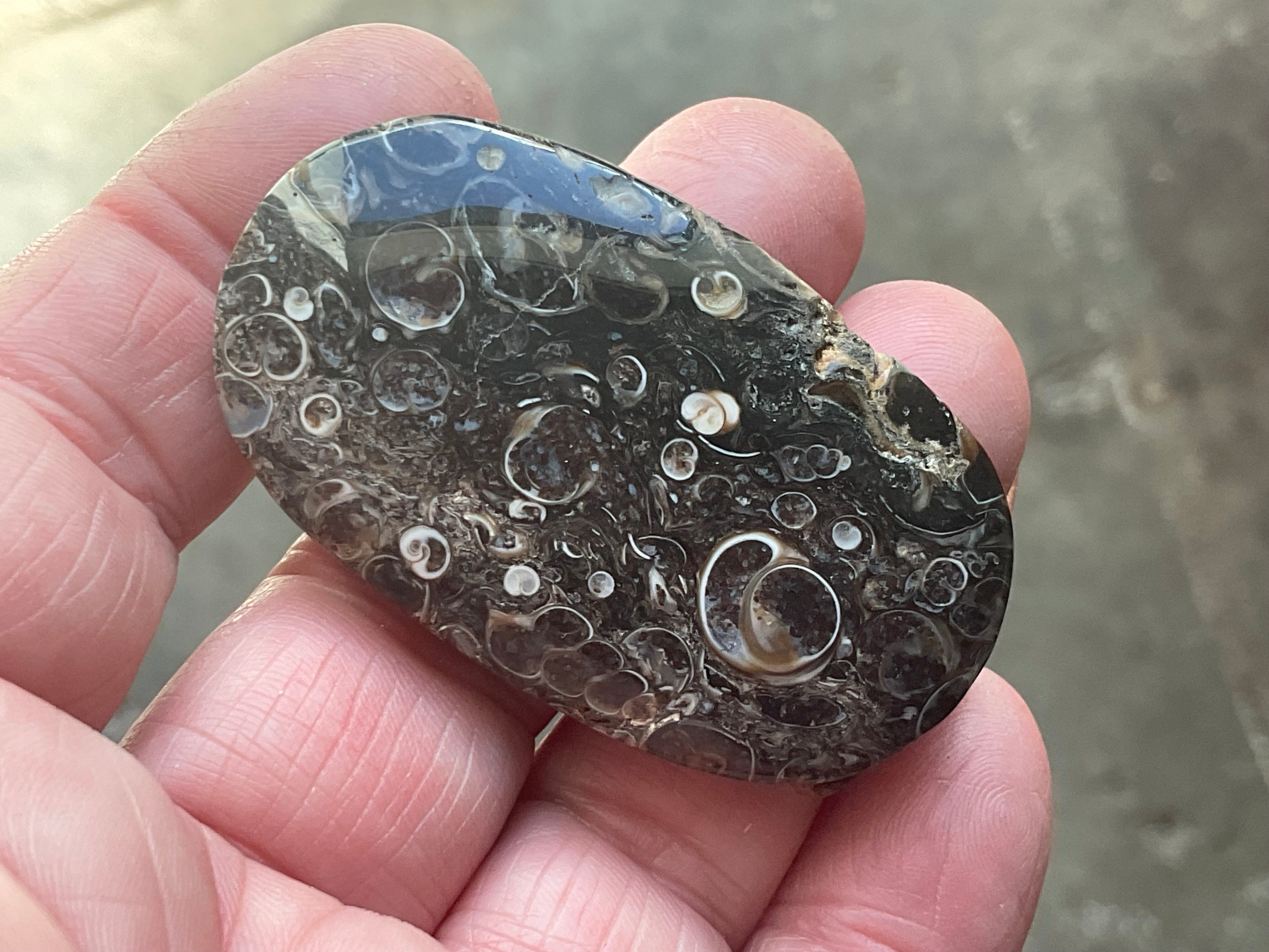 28g Large Turitella Agate Polished Pendant 3A