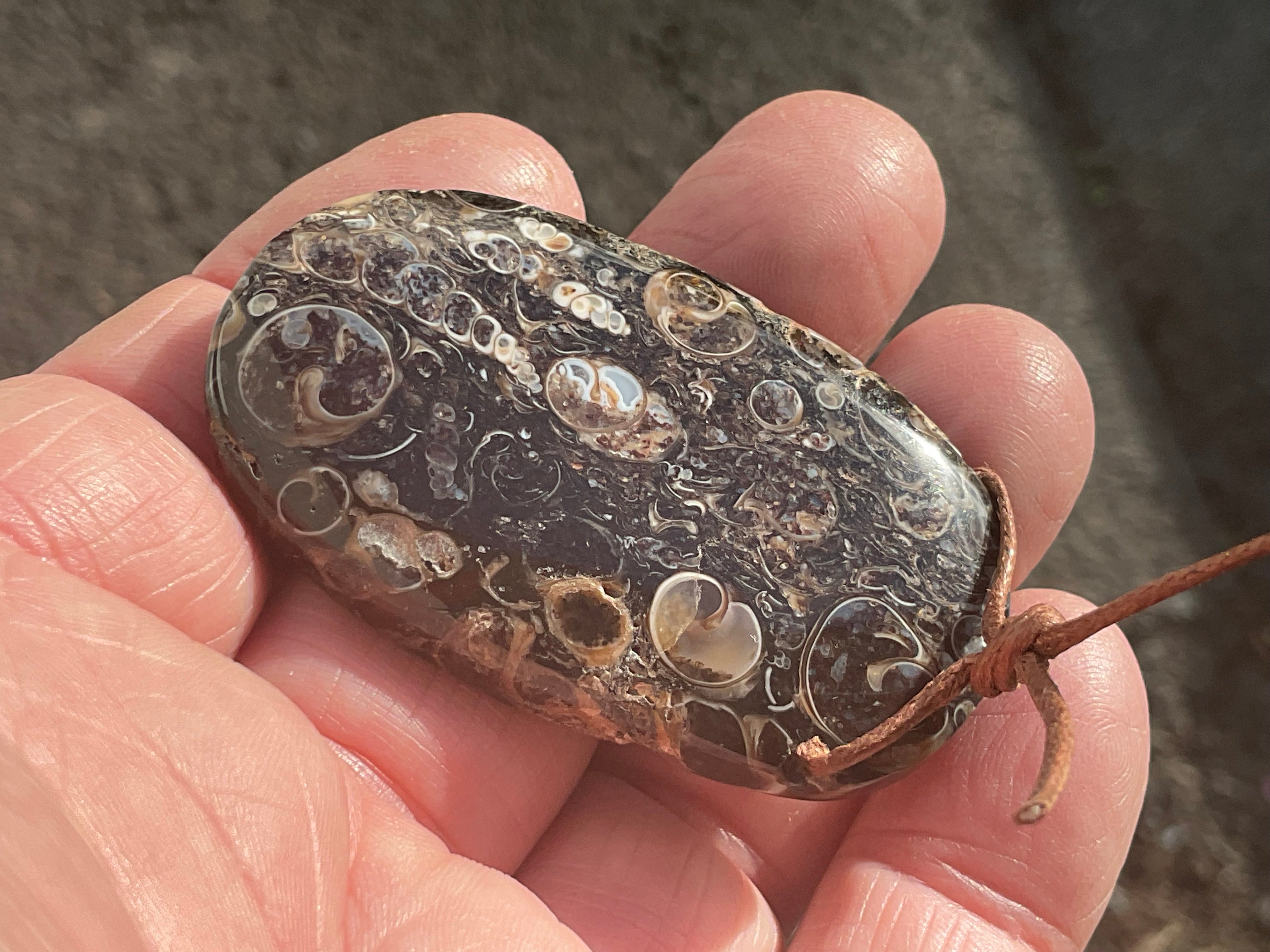 28g Large Turitella Agate Polished Pendant 3A
