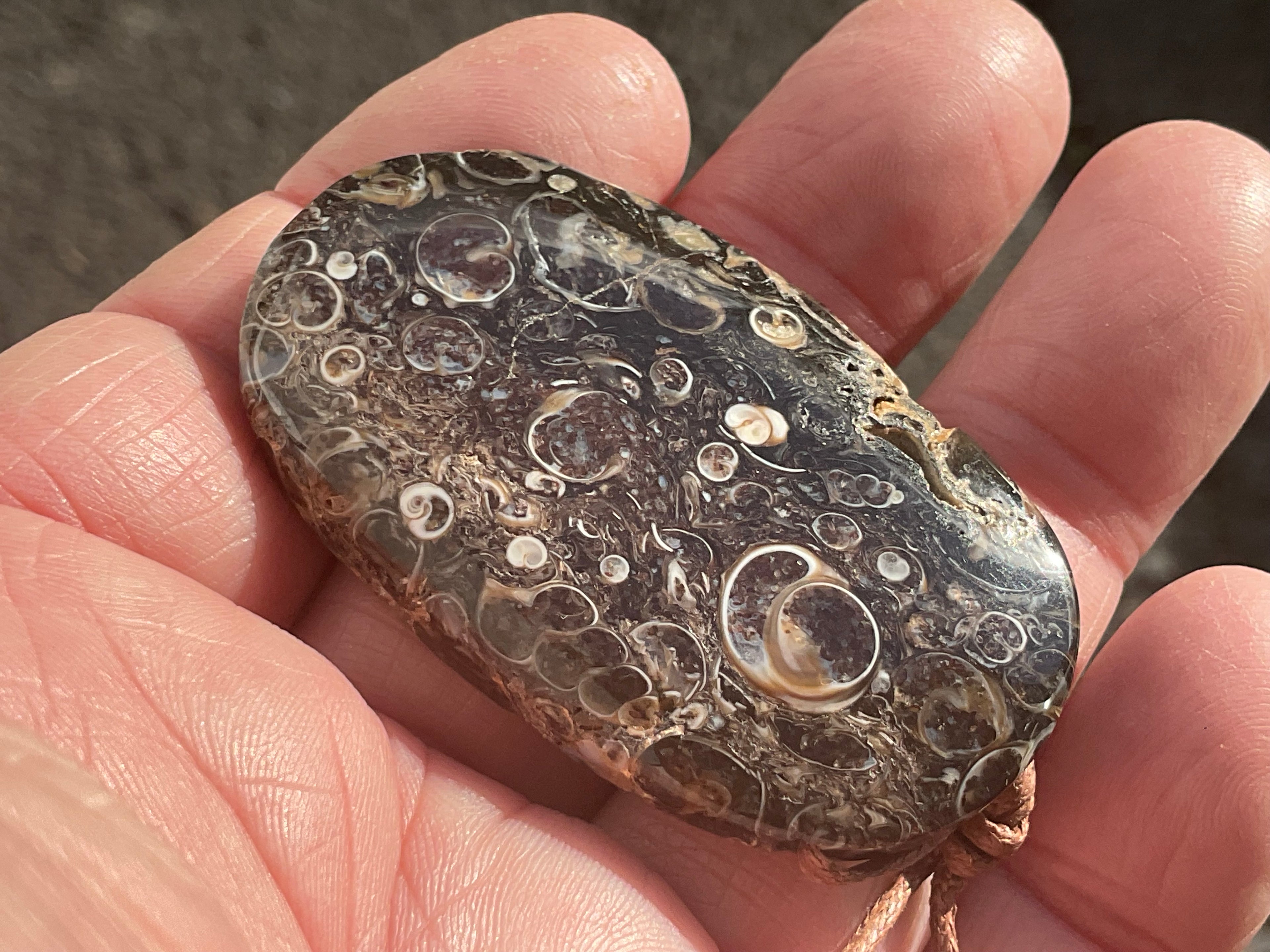 28g Large Turitella Agate Polished Pendant 3A