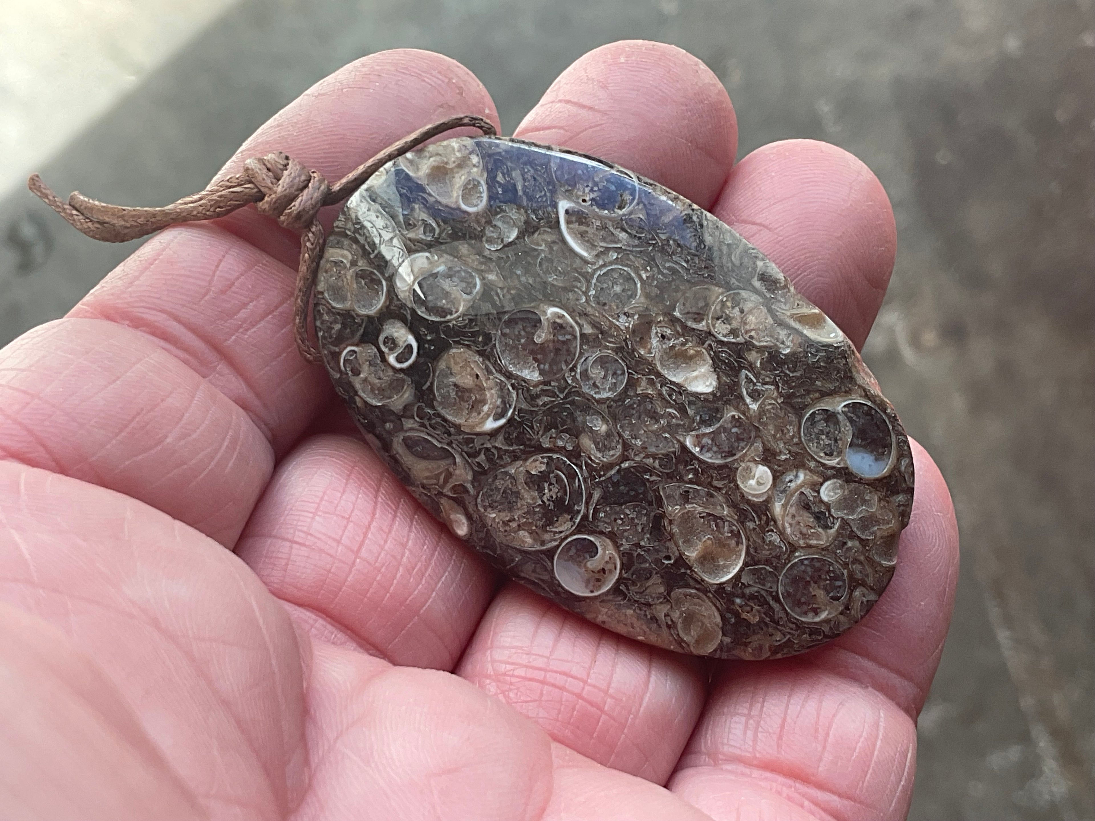 26g Large Turitella Polished Pendant 3B