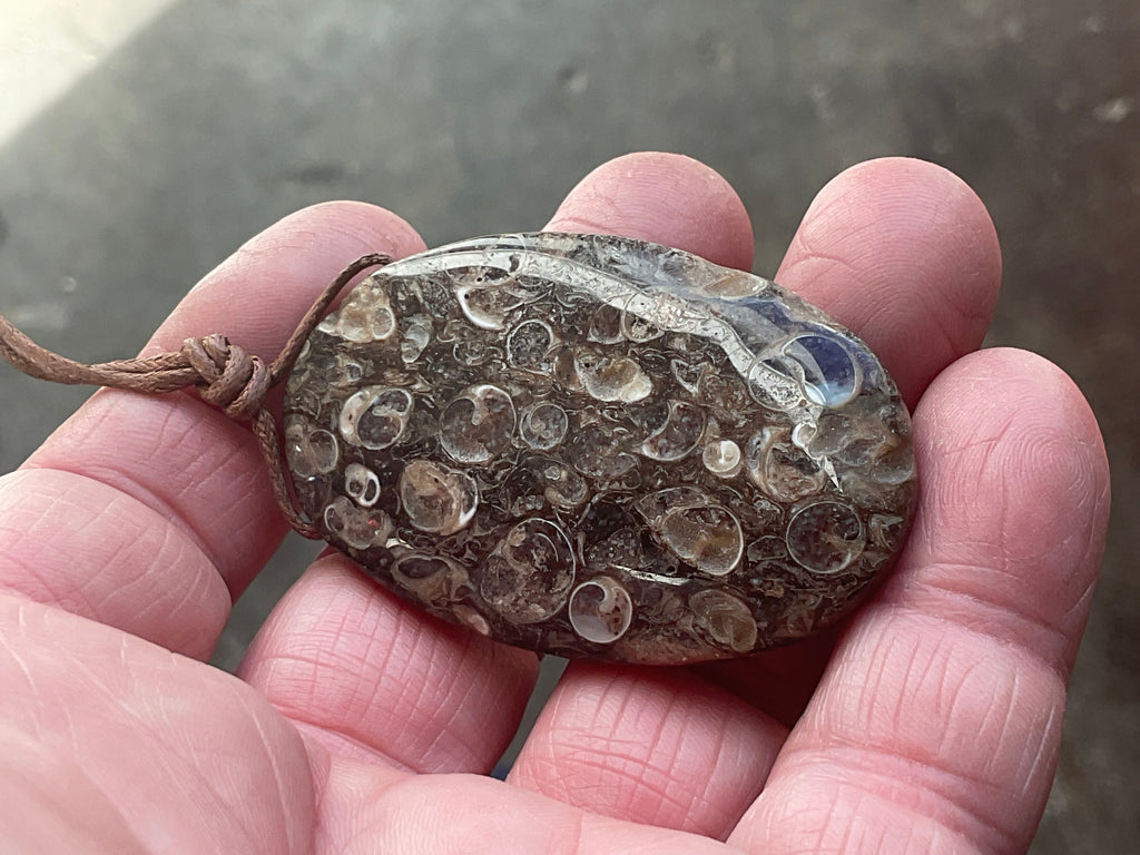 26g Large Turitella Polished Pendant 3B