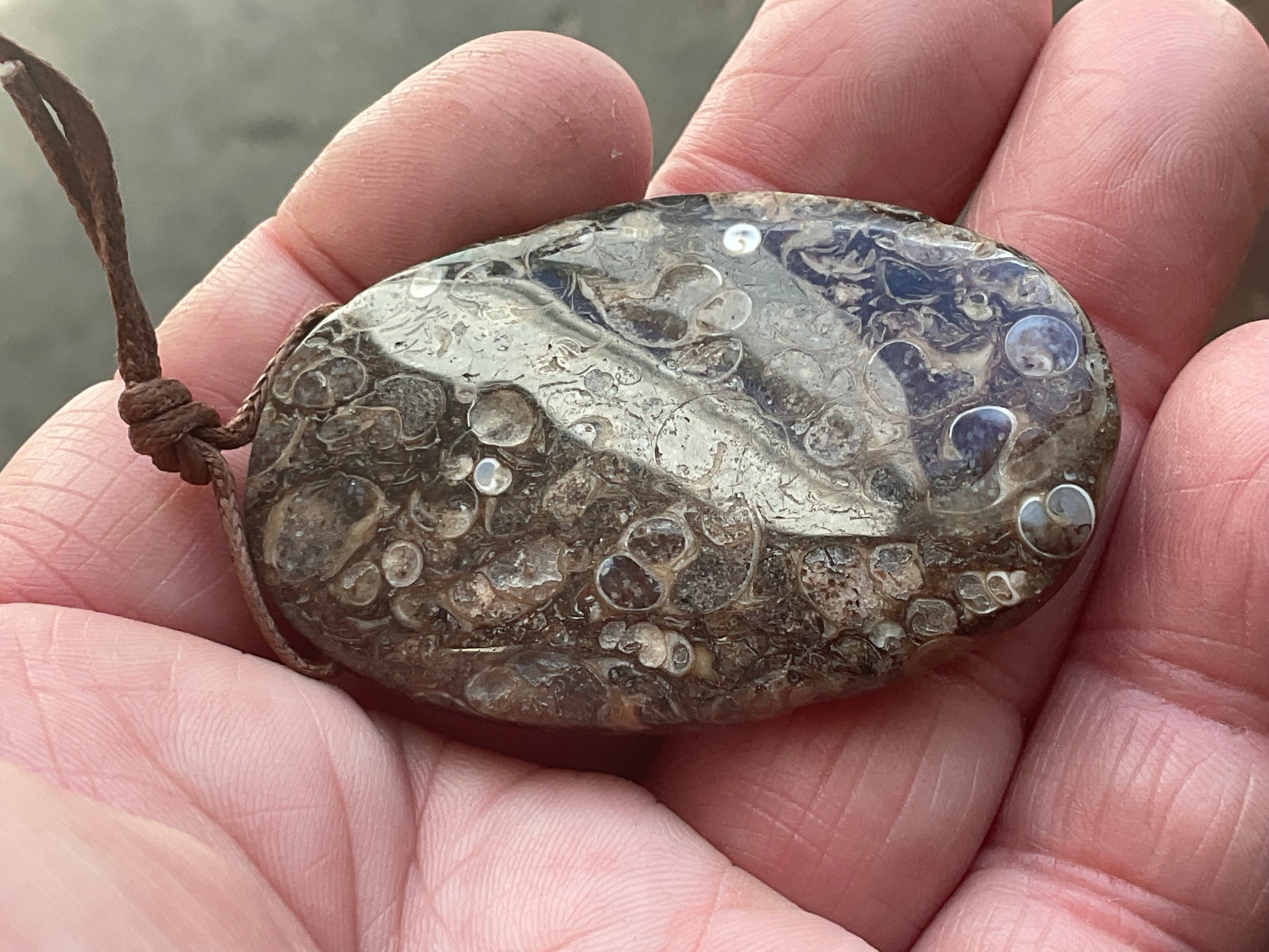 26g Large Turitella Polished Pendant 3B