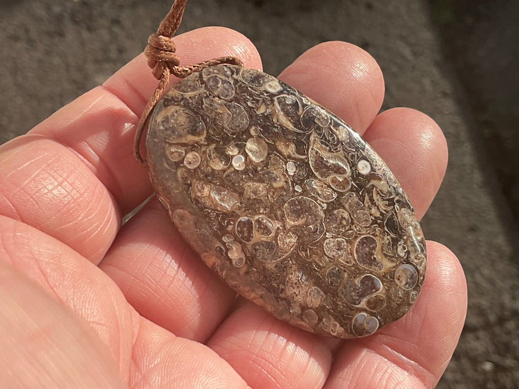 26g Large Turitella Polished Pendant 3B