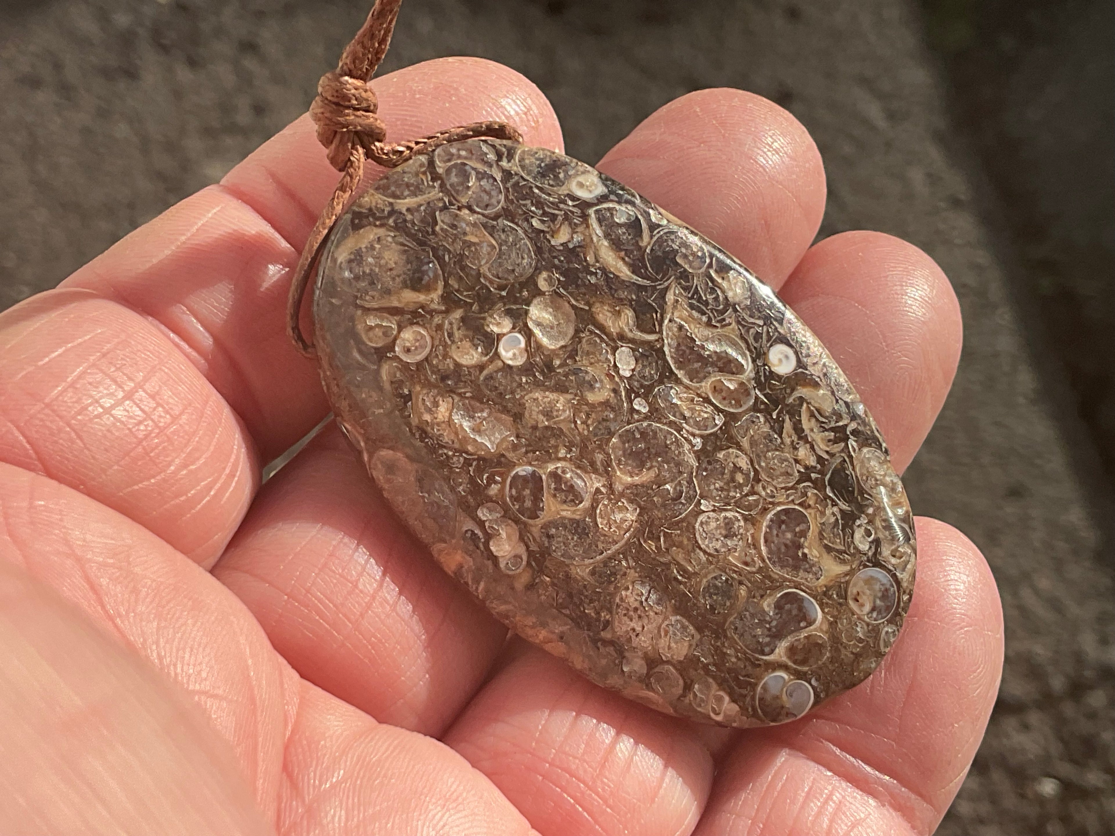 26g Large Turitella Polished Pendant 3B