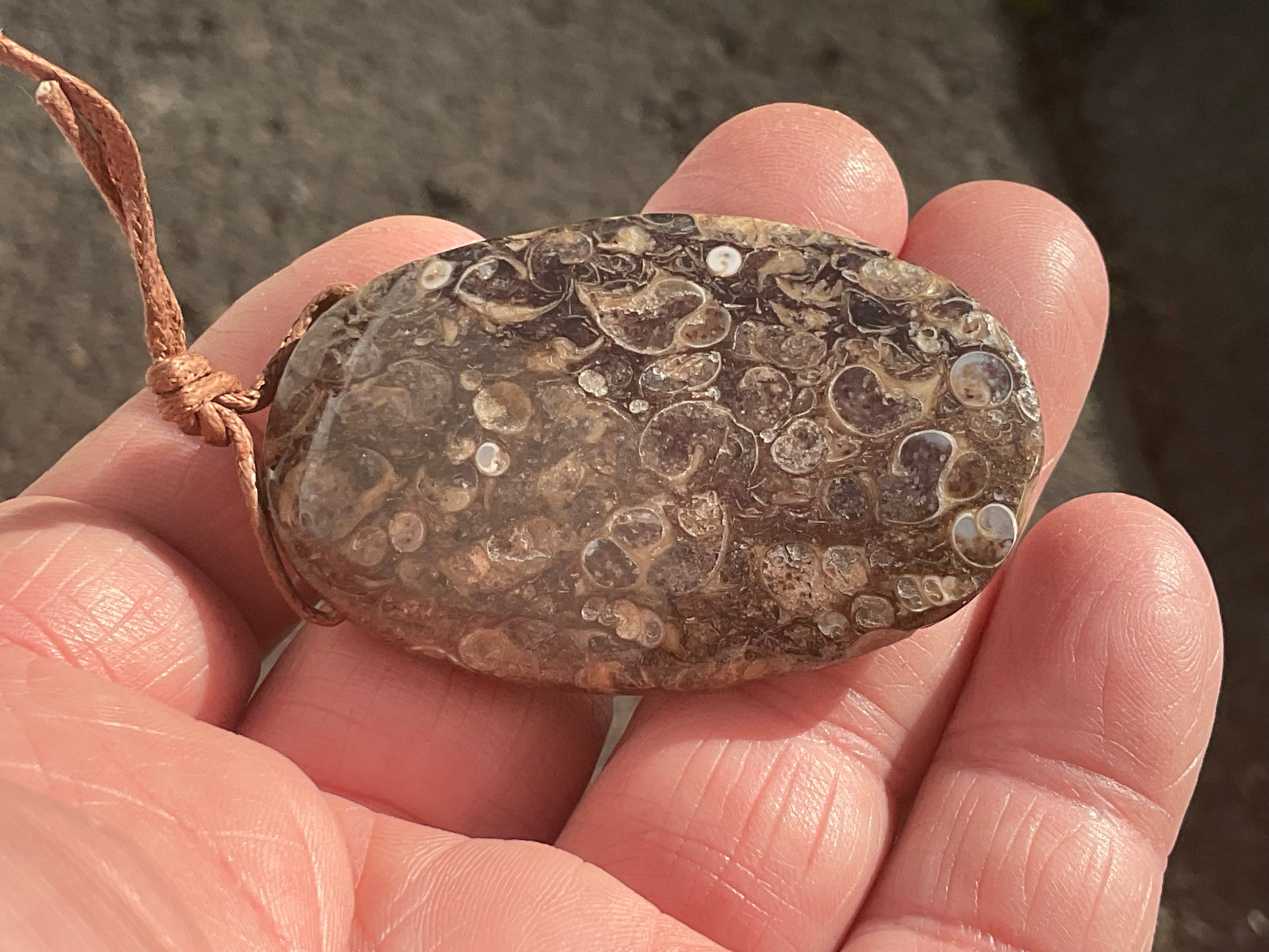 26g Large Turitella Polished Pendant 3B