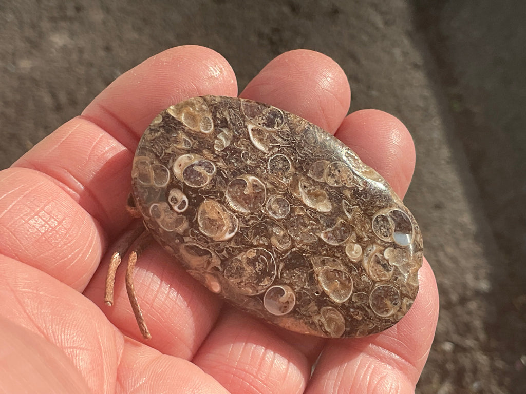 26g Large Turitella Polished Pendant 3B