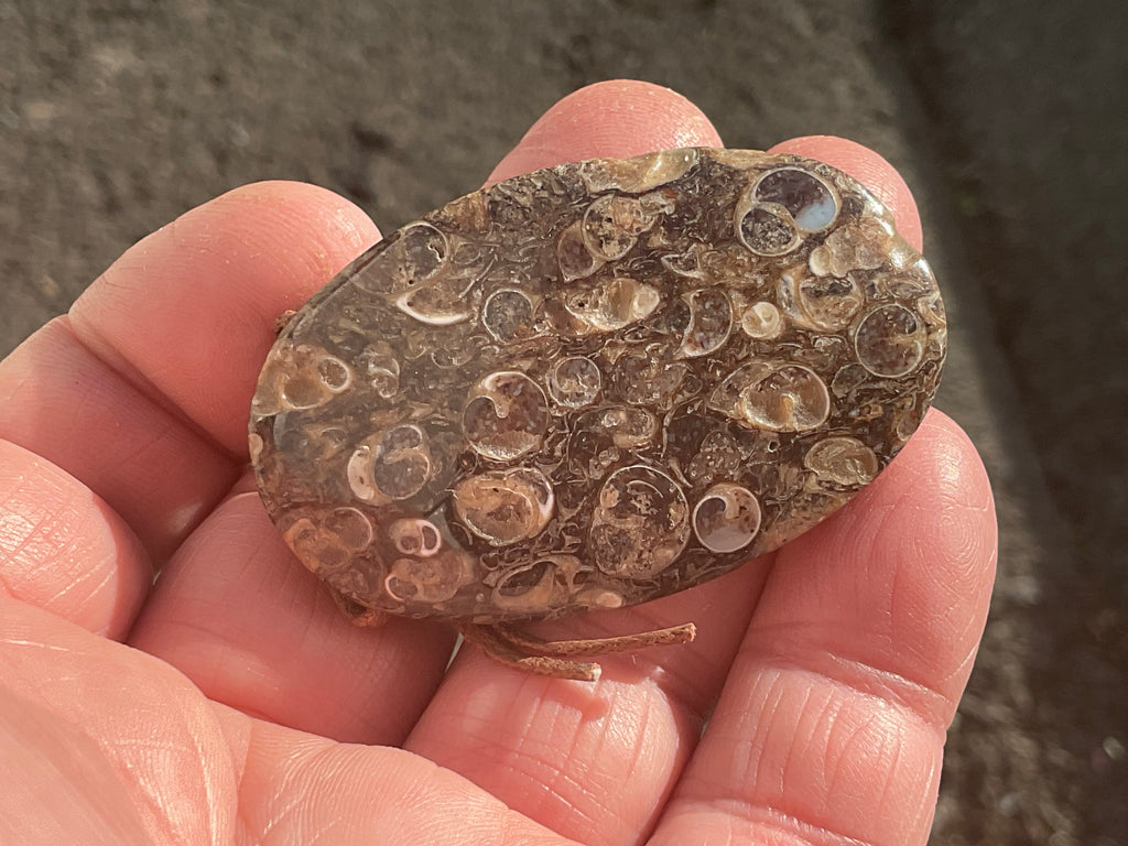 26g Large Turitella Polished Pendant 3B