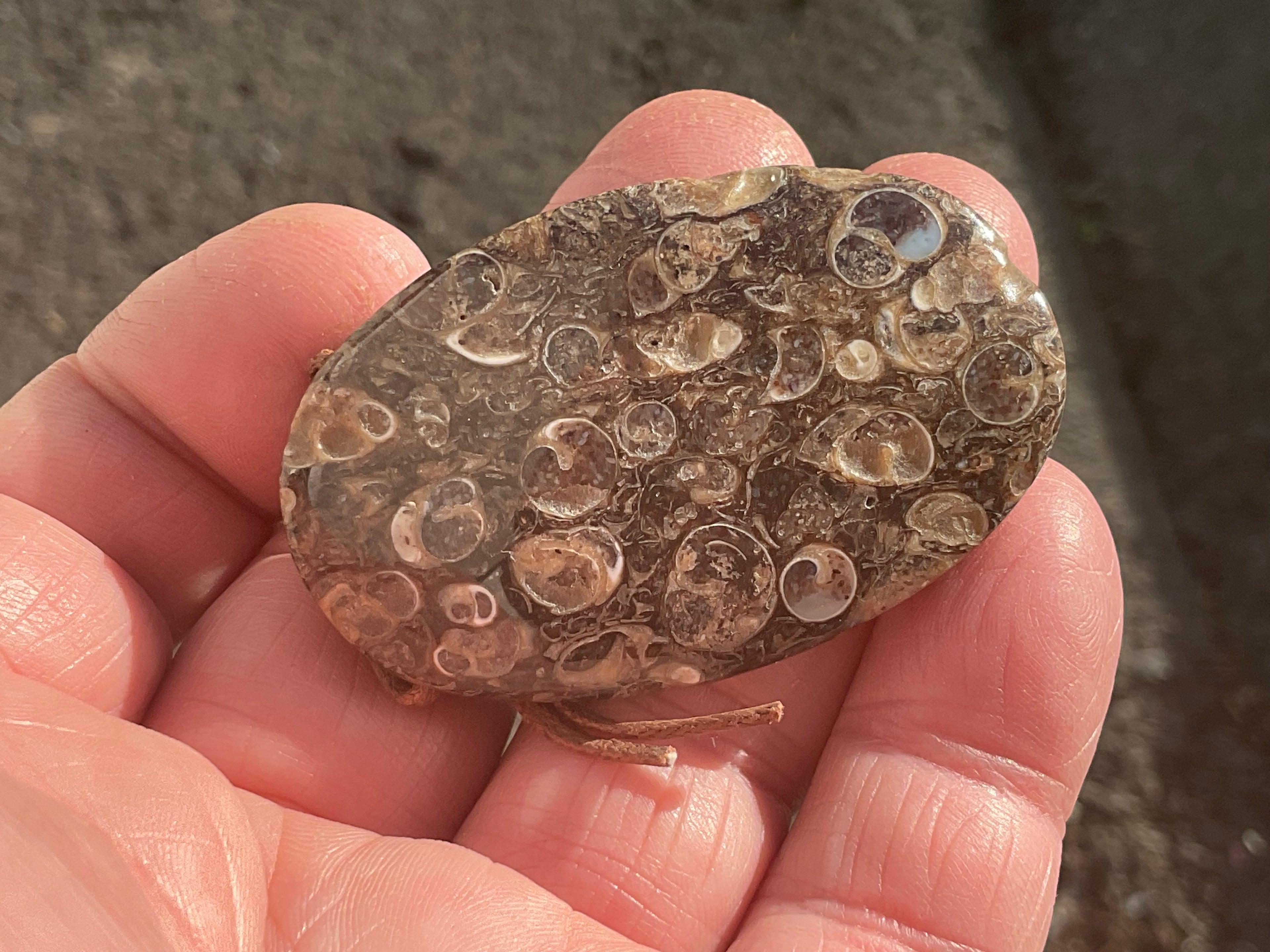 26g Large Turitella Polished Pendant 3B