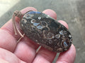 26g Large Turitella Agate Polished Pendant 3C