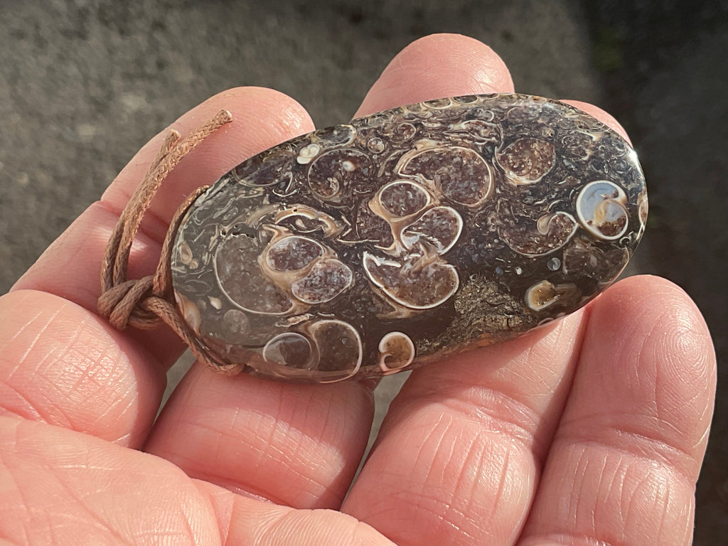 26g Large Turitella Agate Polished Pendant 3C