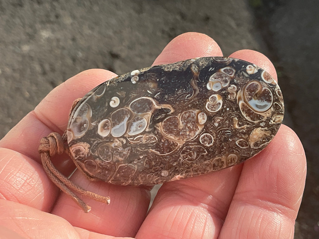 26g Large Turitella Agate Polished Pendant 3C