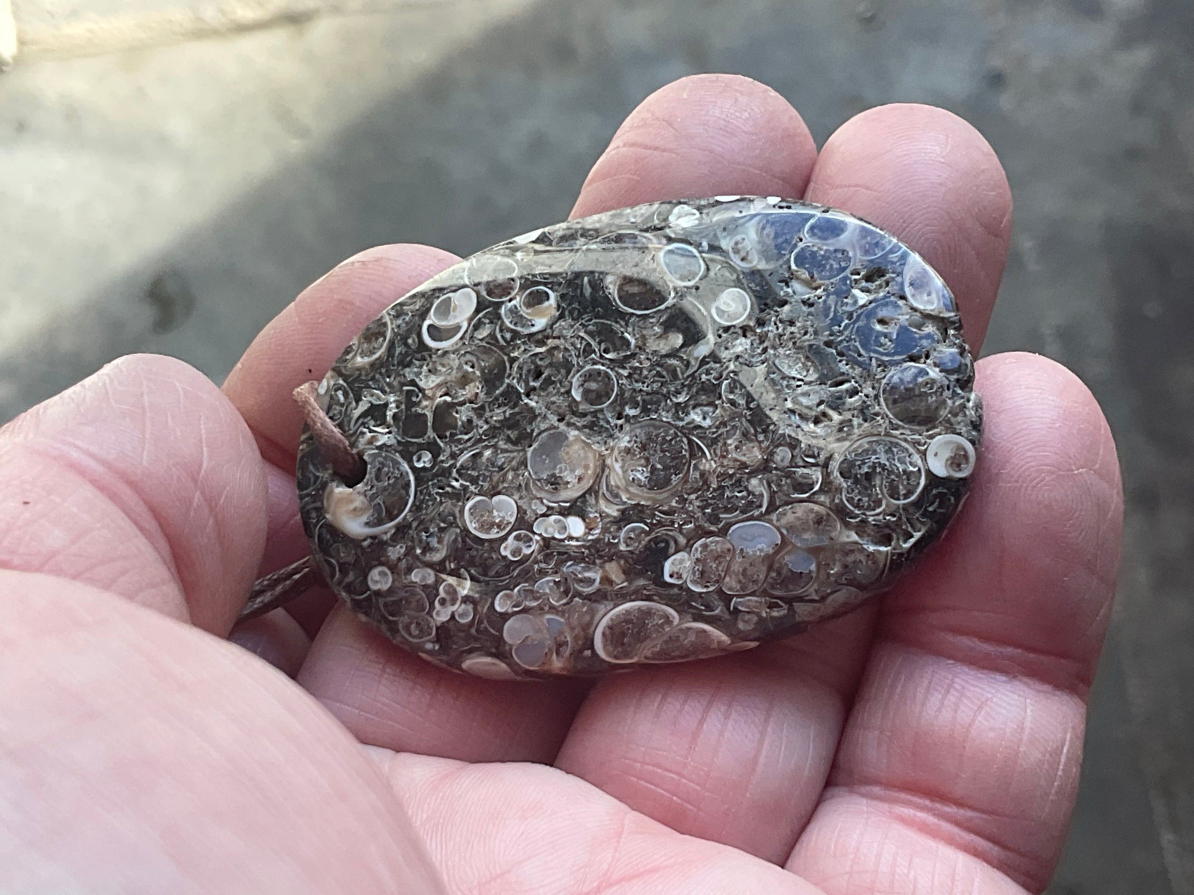 26g Large Turitella Agate Polished Pendant 2A