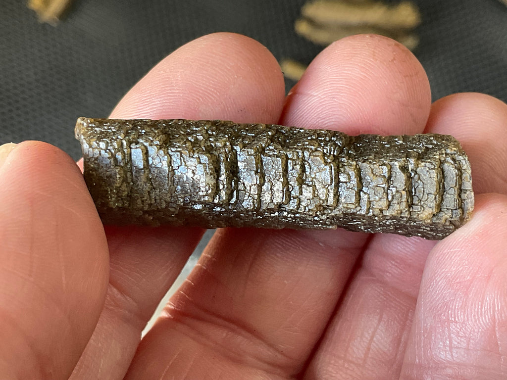 6g Stepped Brown Calcite Tube with Graphite Specimen 2A