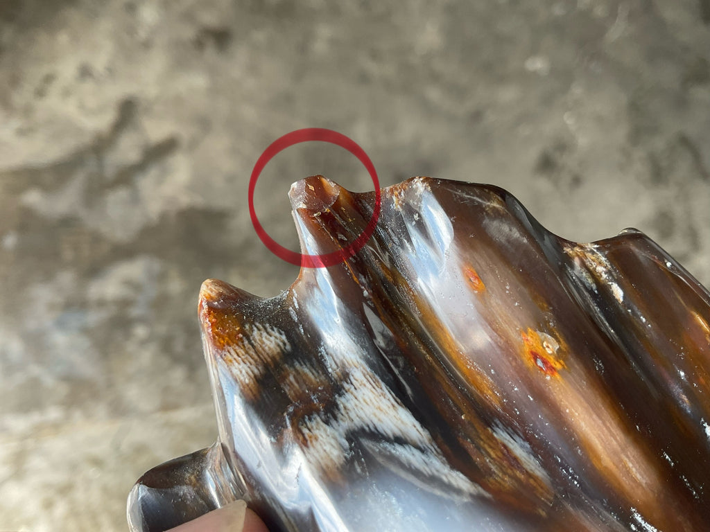 904g Myanmar Petrified/Opalised Wood Freeform