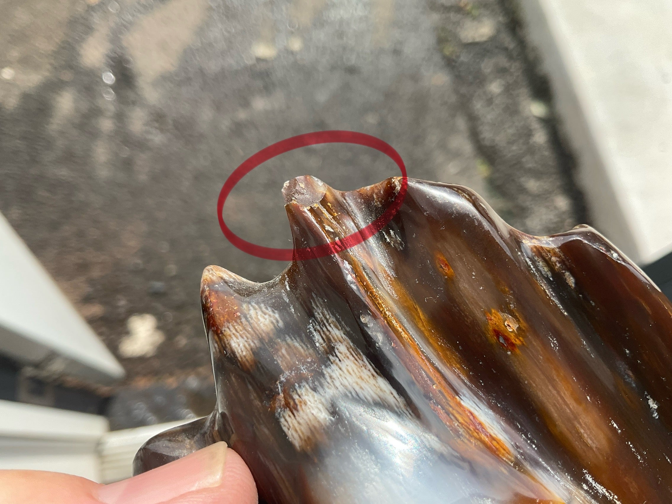 904g Myanmar Petrified/Opalised Wood Freeform