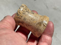 Fossilised Sea Bed Pedestal Style Sphere Stand 1B