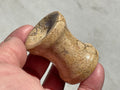 Fossilised Sea Bed Pedestal Style Sphere Stand 1C