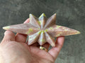 156g Jasper Polaris Carving with Custom Wooden Stand 2
