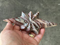 176g Striped Jasper Polaris Carving with Custom Wooden Stand 3
