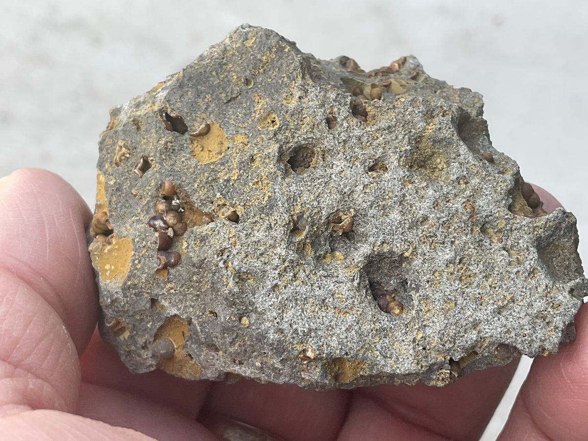 87g Siderite Spheres in Basalt Specimen 2B from Tasmania, Australia