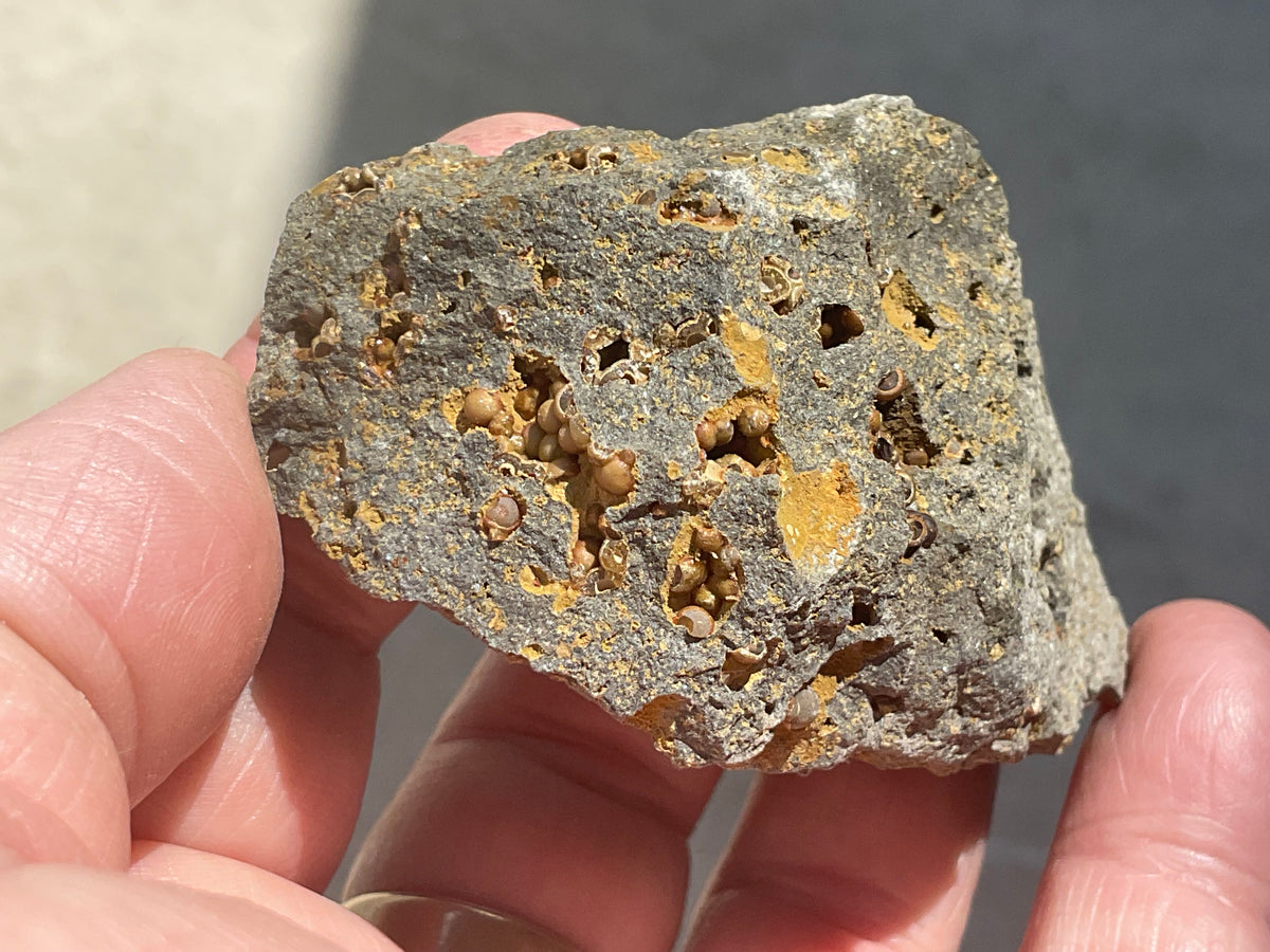 87g Siderite Spheres in Basalt Specimen 2B from Tasmania, Australia