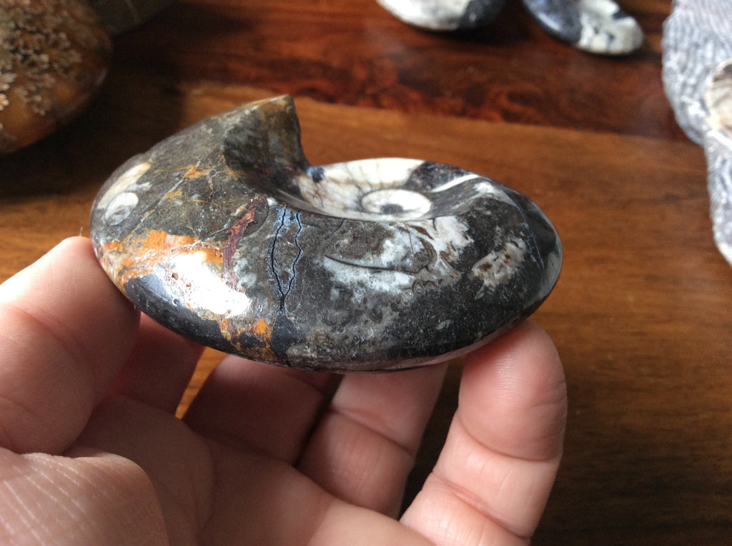 164g Goniatite Fossil D