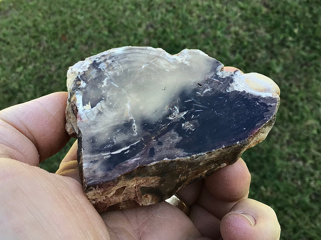 184g Polished Western Australian Peanut Wood Slice 10B