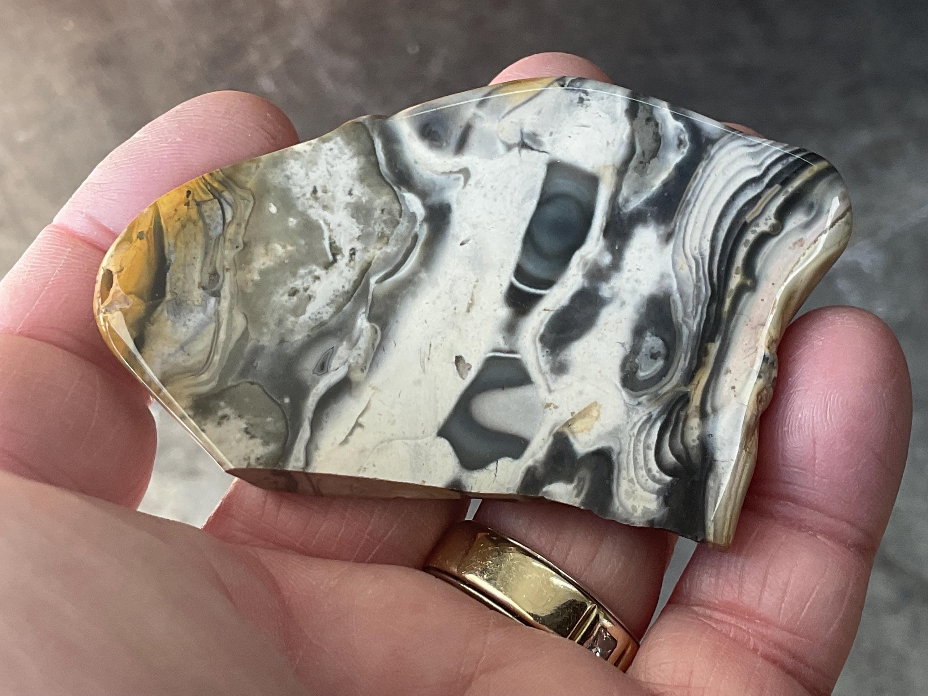 44g Polished Stromatolite Slice from Western Australia