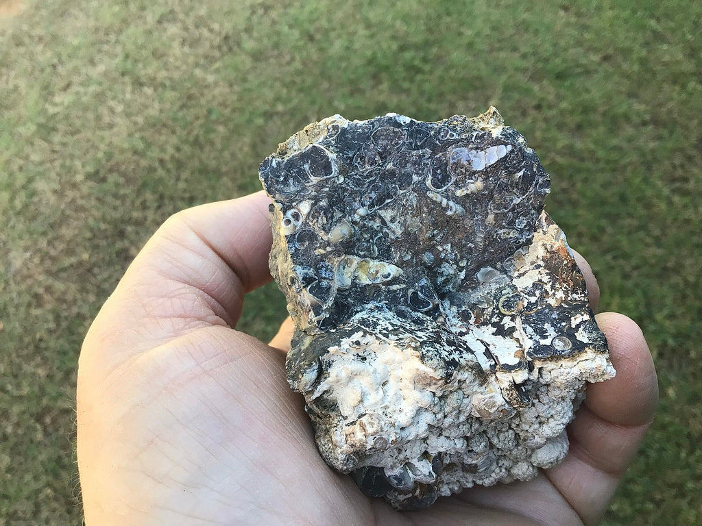300g Turitella Agate Rough Piece A
