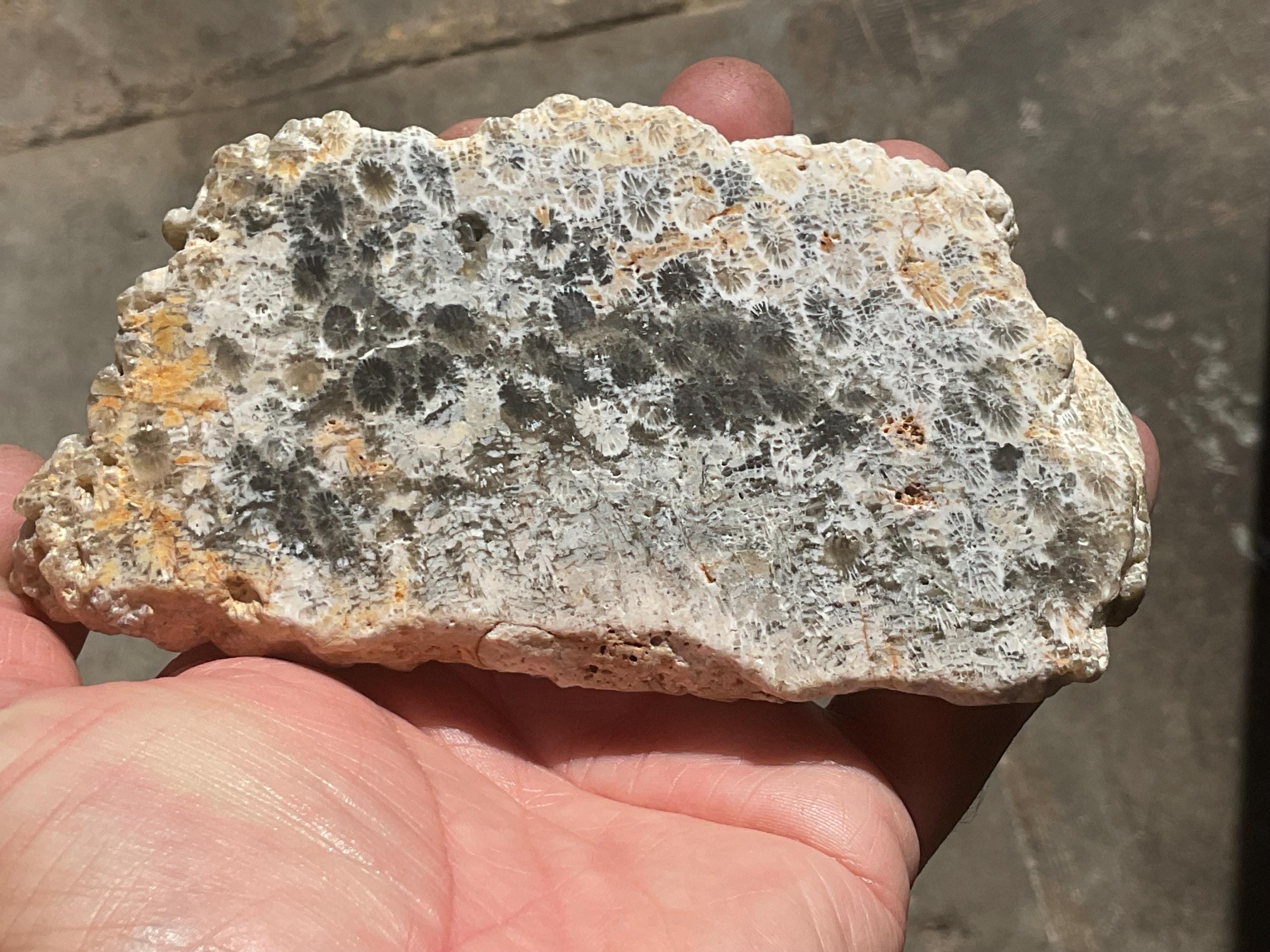 238g Fossilized/Agatised Coral Slab 4A