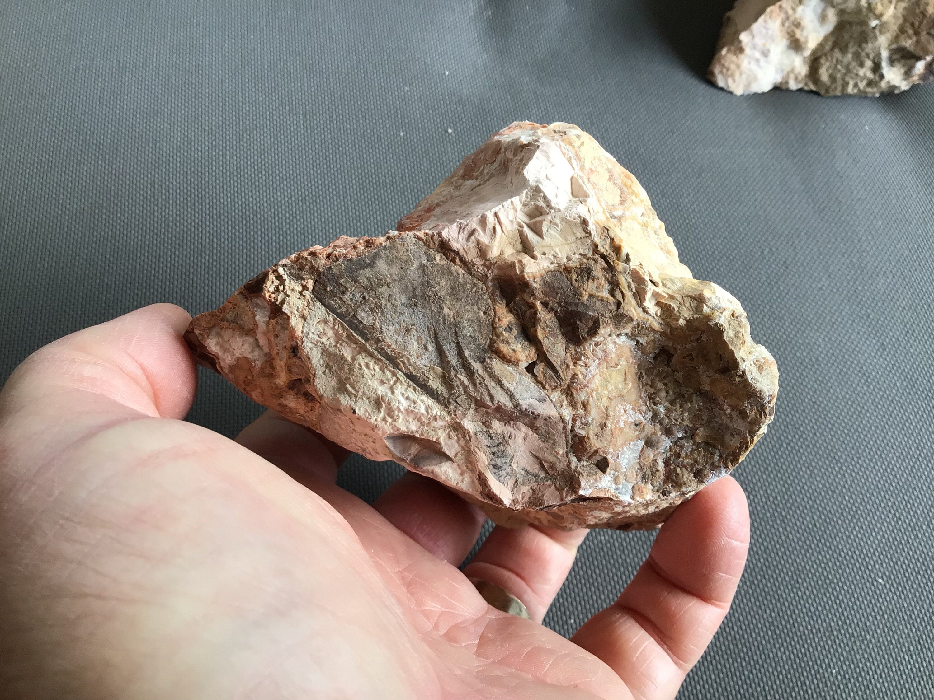 644g King Cobra Rough Piece C