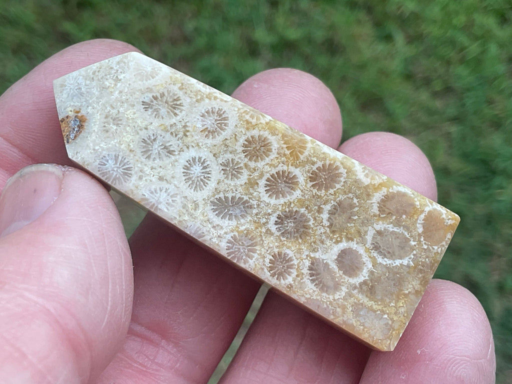 30g Fossilised Coral Generator 2C