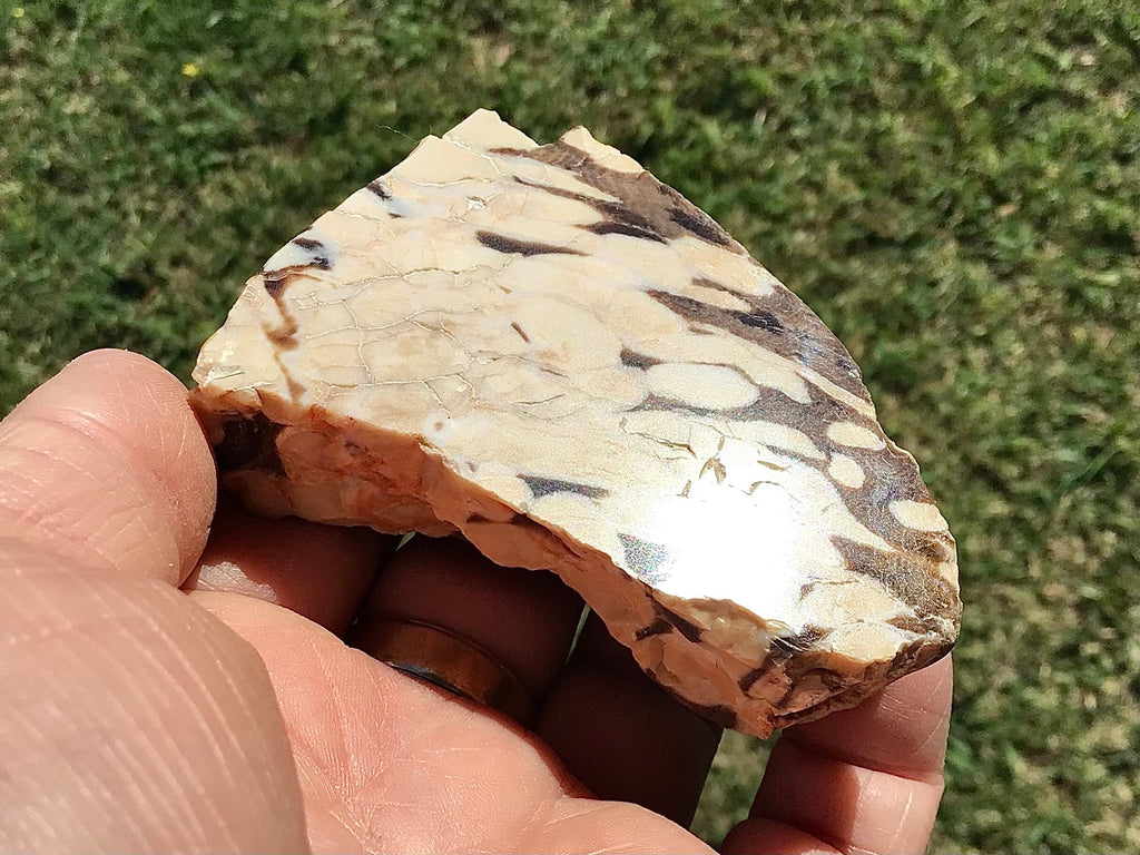 123g Polished Western Australian Peanut Wood Slice 8B