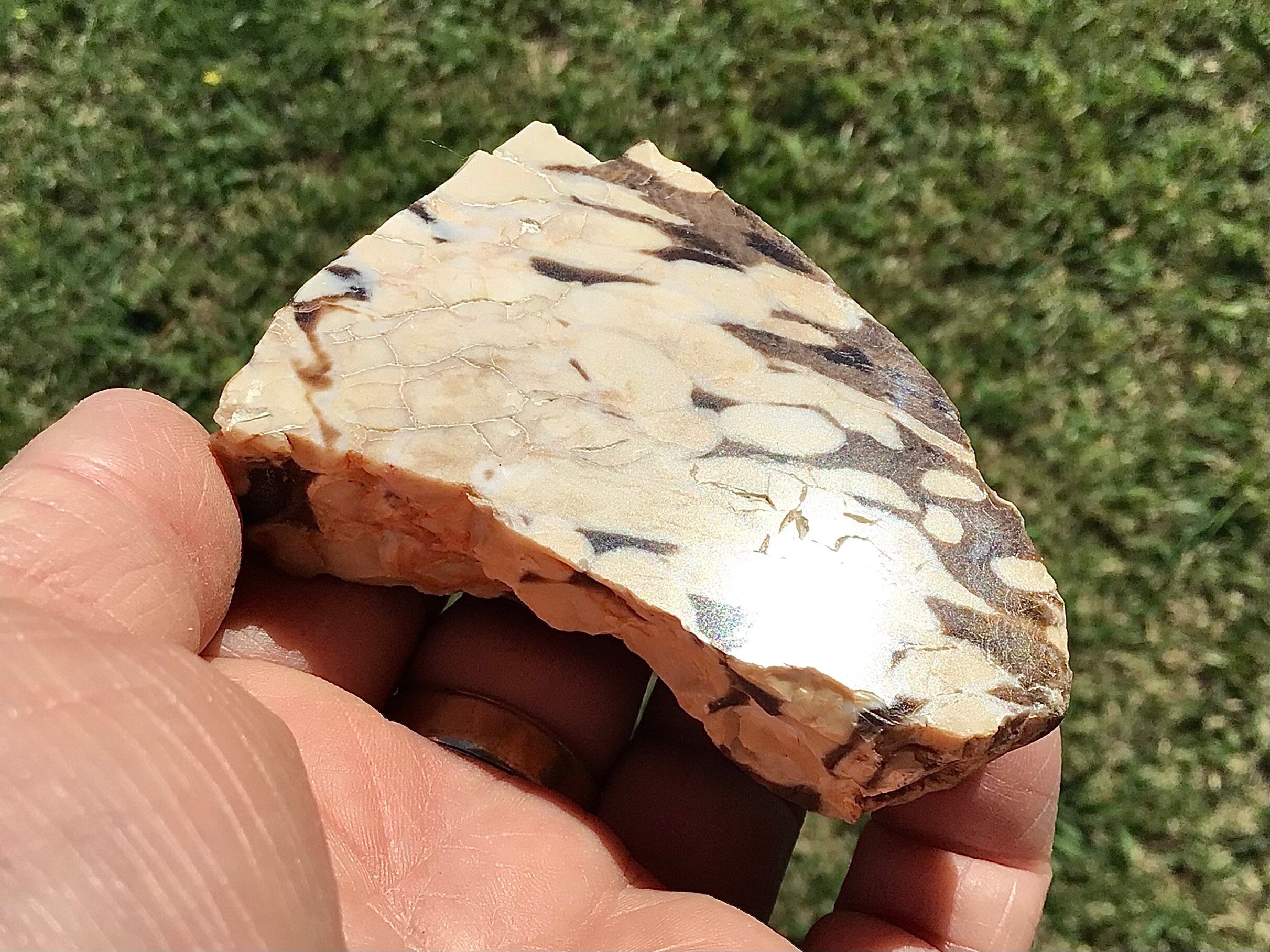 123g Polished Western Australian Peanut Wood Slice 8B