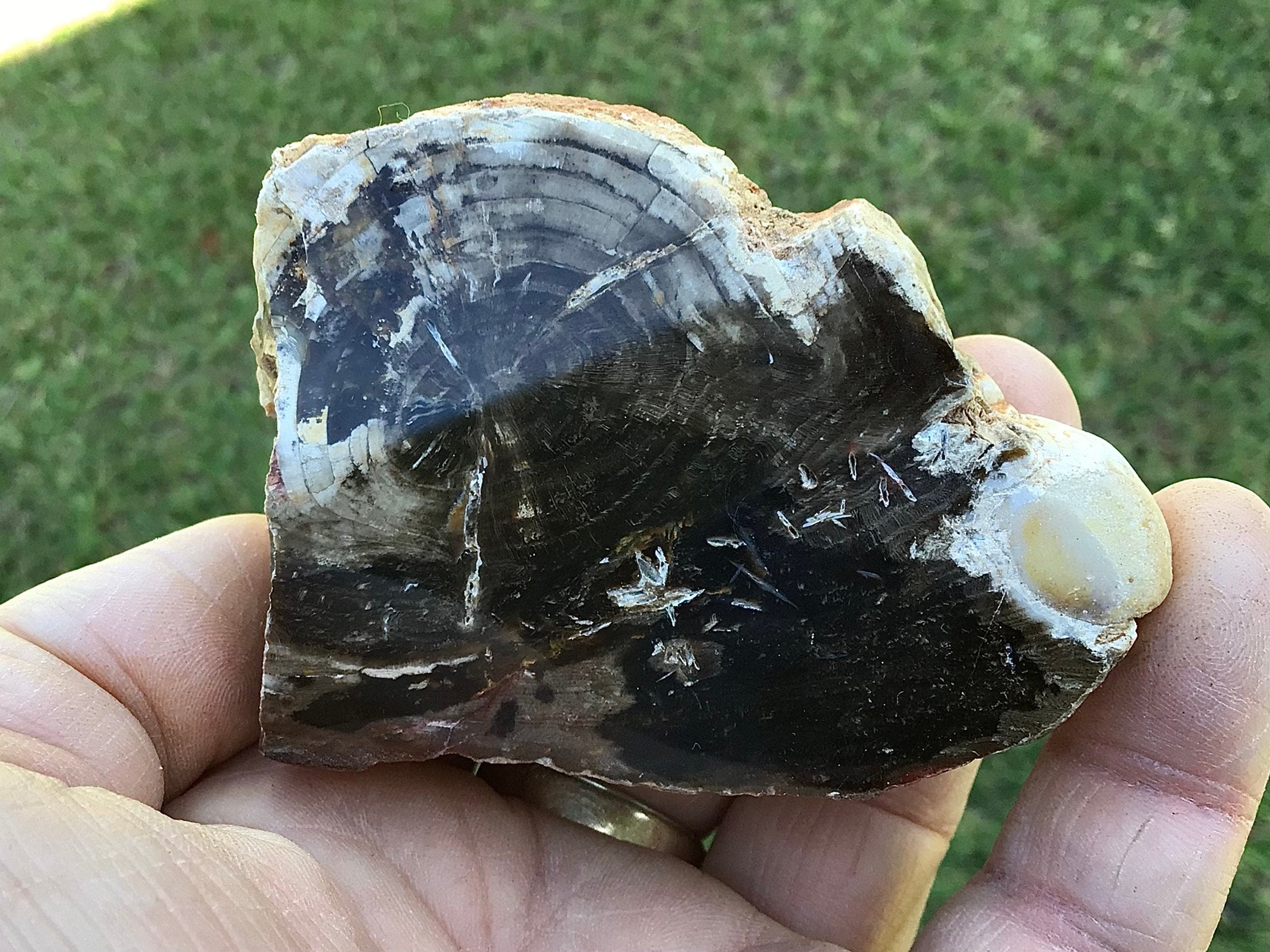 184g Polished Western Australian Peanut Wood Slice 10B