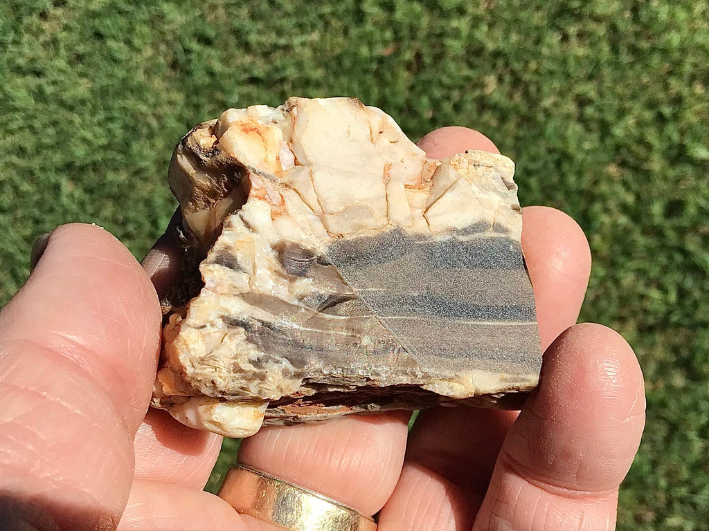 77g Polished Western Australian Peanut Wood Slice 3A