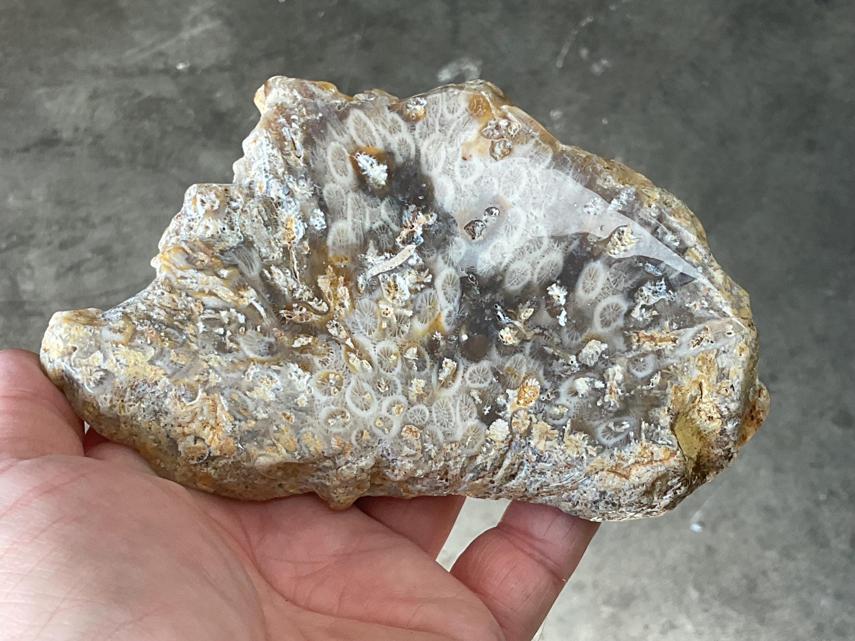 236g Fossilized/Agatised Coral Slab 3C