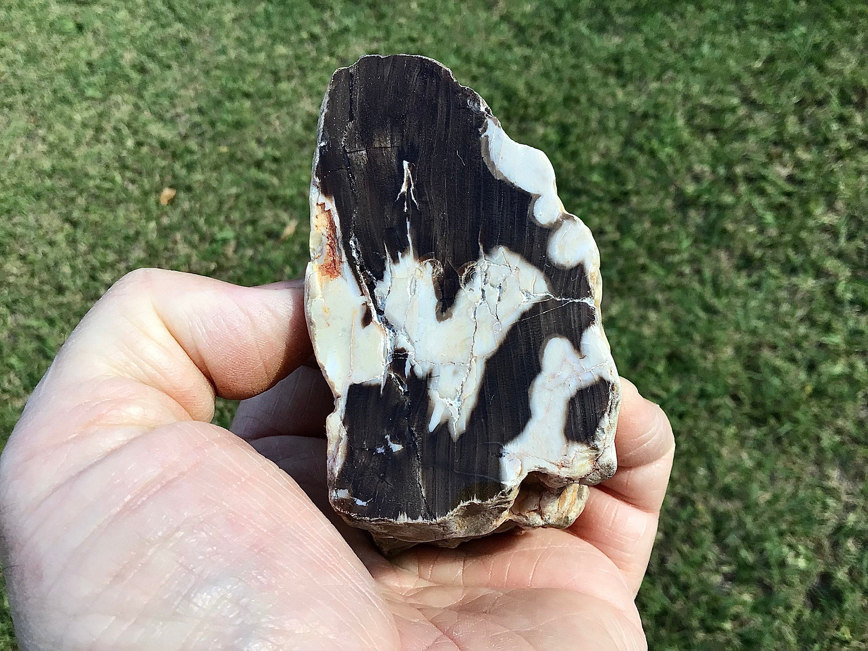 311g Polished Western Australian Peanut Wood Slice 12A
