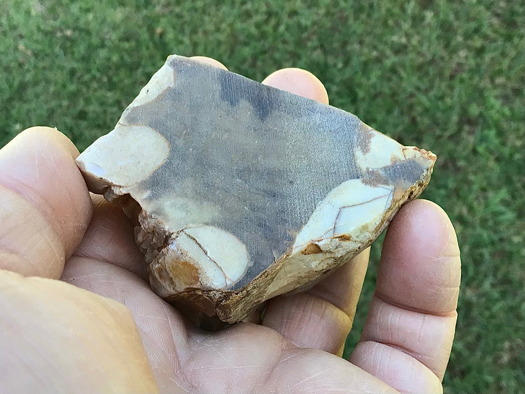 84g Polished Western Australian Peanut Wood Slice 4D