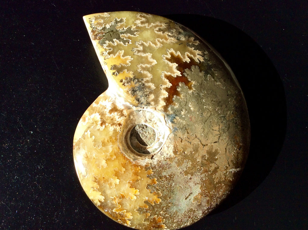 321g Madagascan Ammonite Fossil C